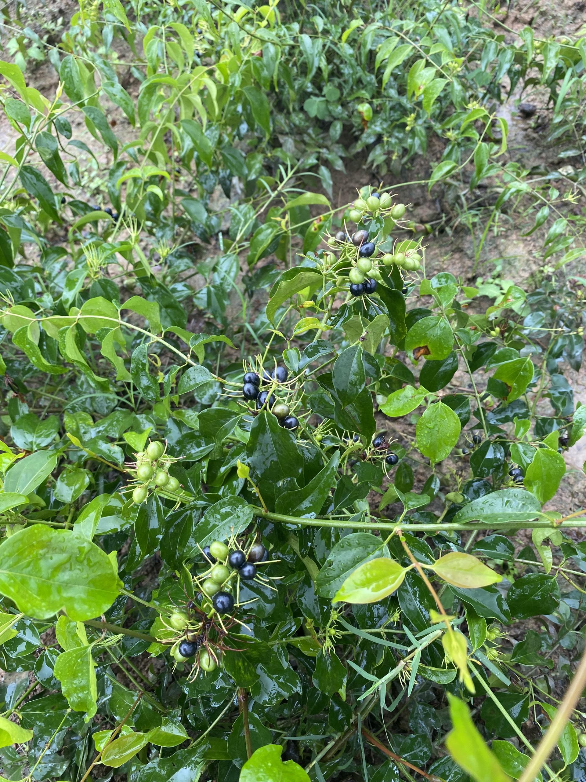 Các phương pháp cải tạo đất khô cứng hiệu quả trong xây dựng